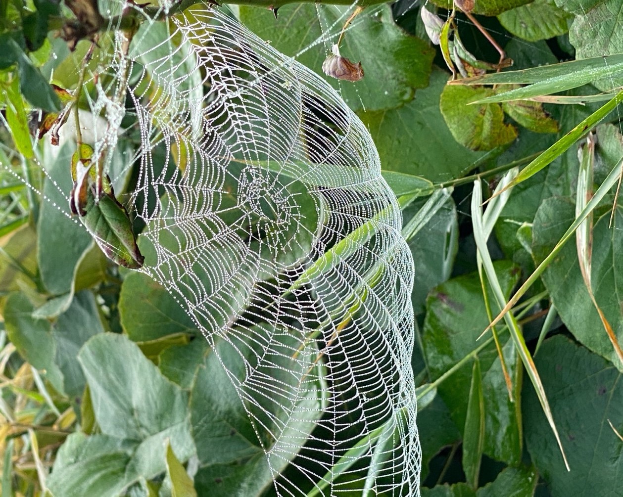 A close up of a green plant

Description automatically generated